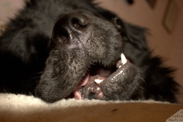 Фото: ньюфаундленд Ньюфорт Лапочка Дочка