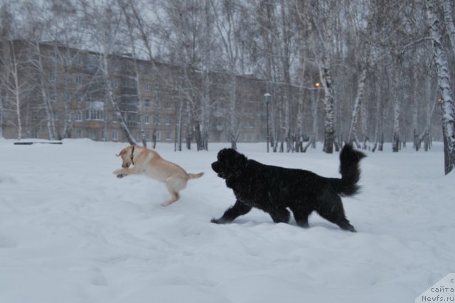 Фото: ньюфаундленд Формула Любви от Сибирского Медведя, подруга Зара)