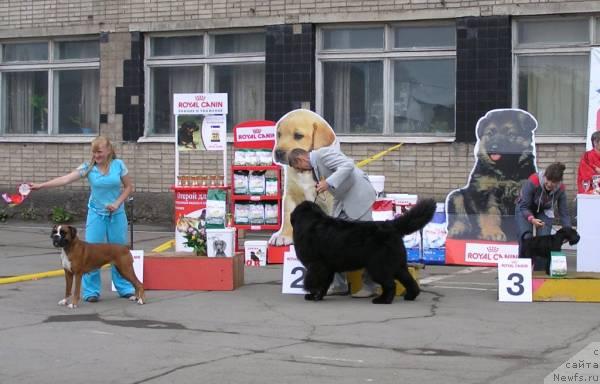 Фото: ньюфаундленд Его Высочество от Сибирского Медведя (Ego Vysochestvo ot Sibirskogo Medvedja)