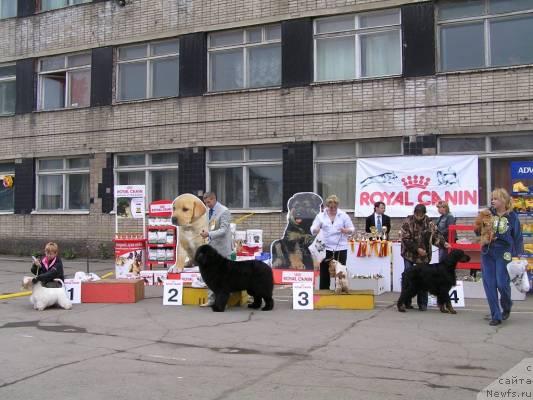 Фото: ньюфаундленд Его Высочество от Сибирского Медведя (Ego Vysochestvo ot Sibirskogo Medvedja)