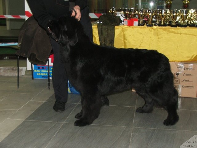 Фото: ньюфаундленд Плюшевая Панда Роскошная Леди Диана (Plushevaya Panda Roskoshnaya Lady Diana)