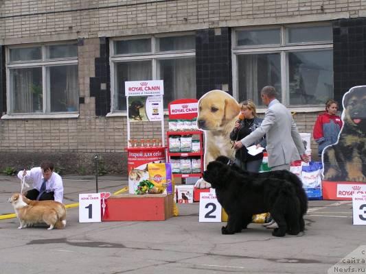 Фото: ньюфаундленд Его Высочество от Сибирского Медведя (Ego Vysochestvo ot Sibirskogo Medvedja), ньюфаундленд Чанси из Медвежьего Яра (Chansi  iz  Medvejyego Yara)