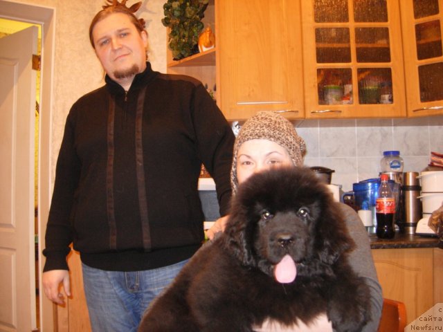 Фото: ньюфаундленд Смигар Го ту би зе Фест, и ее новые и очень ответственные!! Мама Ксения и Папа Антон.