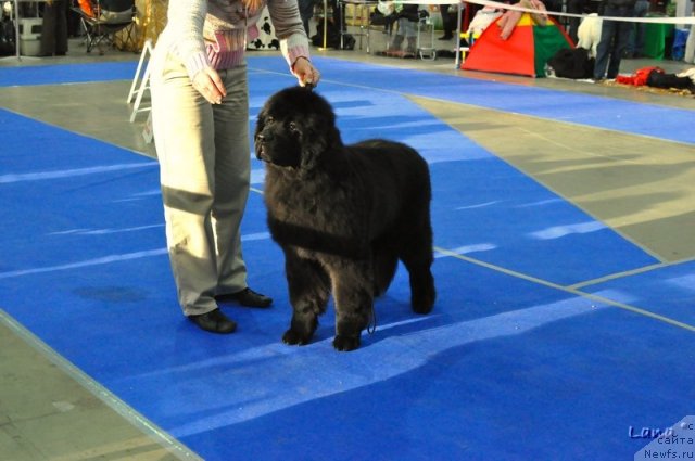 Фото: ньюфаундленд King of Helluland Magic Moment