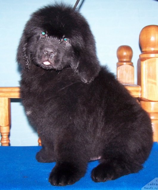 Фото: ньюфаундленд Акватория Келвин Олимпийский Мишка