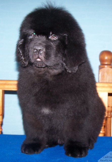 Фото: ньюфаундленд Акватория Келвин Олимпийский Мишка