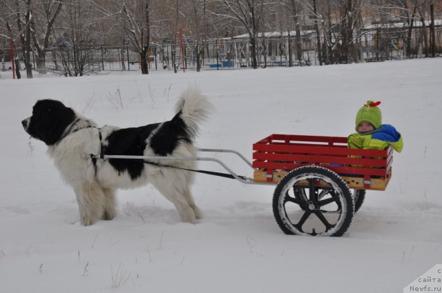 Фотография № 55346