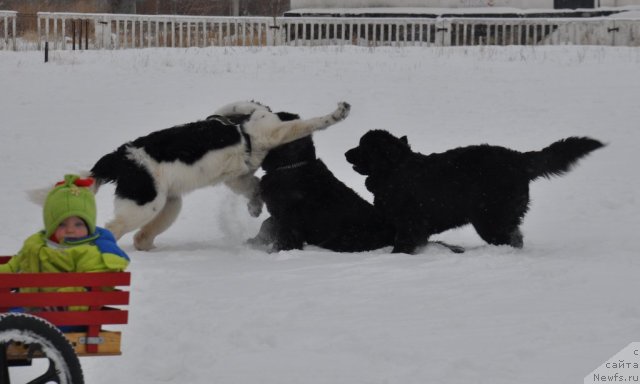 Фотография № 55358