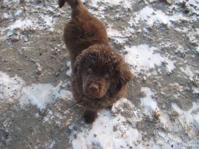 Фото: ньюфаундленд Багряная Осень из Аркаима
