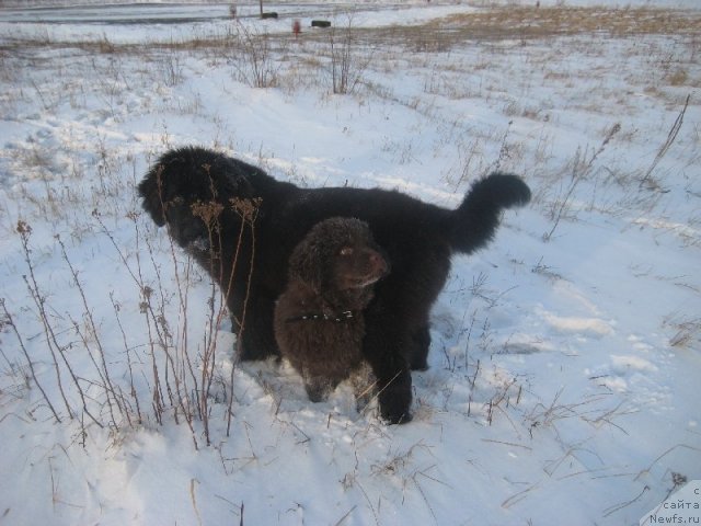 Фото: ньюфаундленд Багряная Осень из Аркаима
