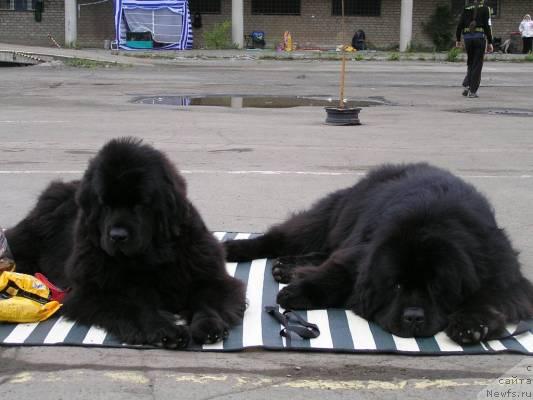 Фото: ньюфаундленд Чанси из Медвежьего Яра (Chansi  iz  Medvejyego Yara), ньюфаундленд Его Высочество от Сибирского Медведя (Ego Vysochestvo ot Sibirskogo Medvedja)