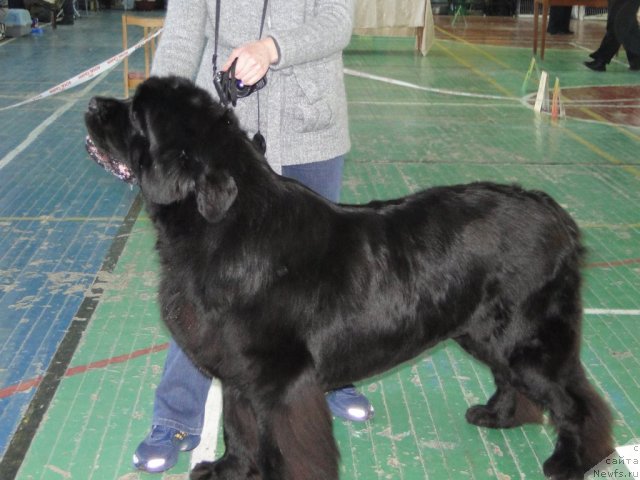 Фото: ньюфаундленд Иван Царевич из Тихого Омута (Ivan Tsarevich iz Tihogo Omuta)