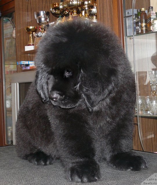 Фото: ньюфаундленд Донатс Прайд Альвальд Кинг оф Эльф