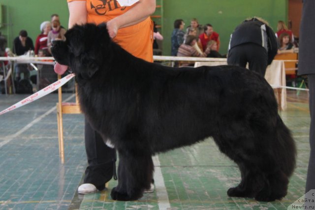 Фото: ньюфаундленд King of Helluland I'm Precious