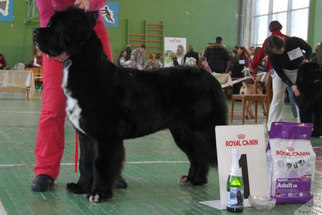 Фото: ньюфаундленд Орхидея Цветок Любви