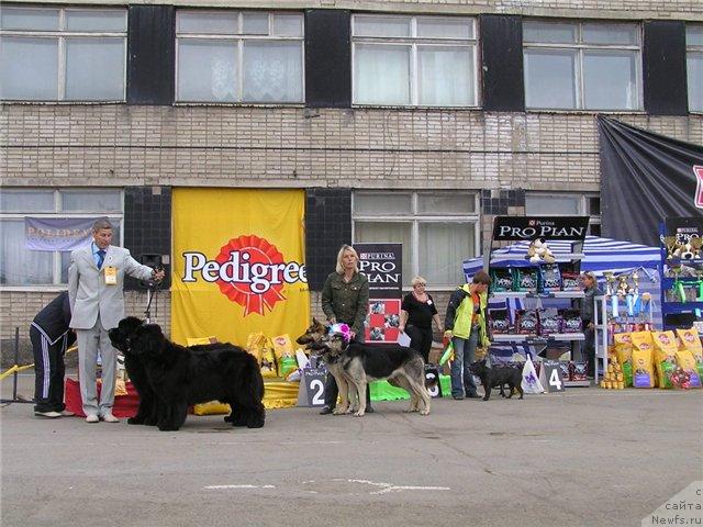 Фото: ньюфаундленд Его Высочество от Сибирского Медведя (Ego Vysochestvo ot Sibirskogo Medvedja), ньюфаундленд Чанси из Медвежьего Яра (Chansi  iz  Medvejyego Yara)