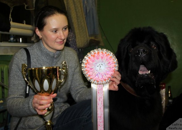 Фото: ньюфаундленд Иван Царевич из Тихого Омута (Ivan Tsarevich iz Tihogo Omuta), Ирина Чистякова