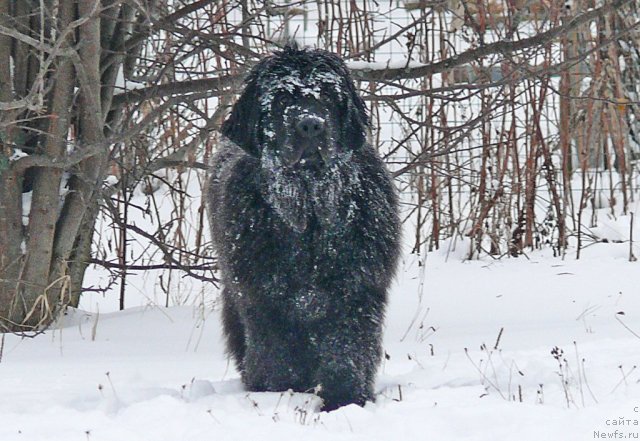Фото: ньюфаундленд Донатс Прайд Альвальд Кинг оф Эльф