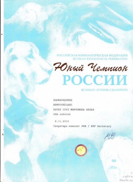 Фото: ньюфаундленд Кипер Соул Жемчужина Белая