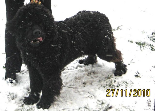 Фото: ньюфаундленд Лексус Гренд Босс (Lexus Grend Boss)