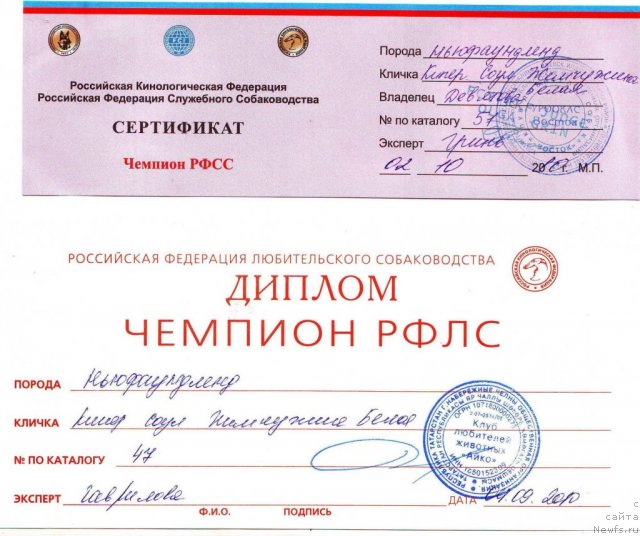 Фото: ньюфаундленд Кипер Соул Жемчужина Белая