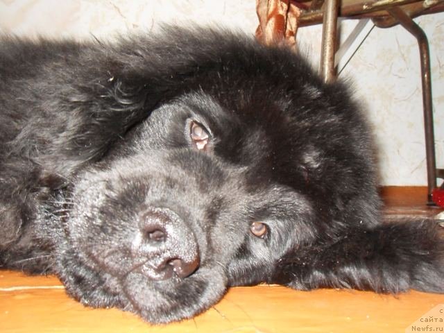 Фотография № 55405