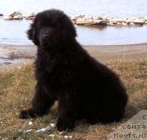 Фото: ньюфаундленд Их Высочество Вилана Блум (Ih Visochestvo Vilana Blum)