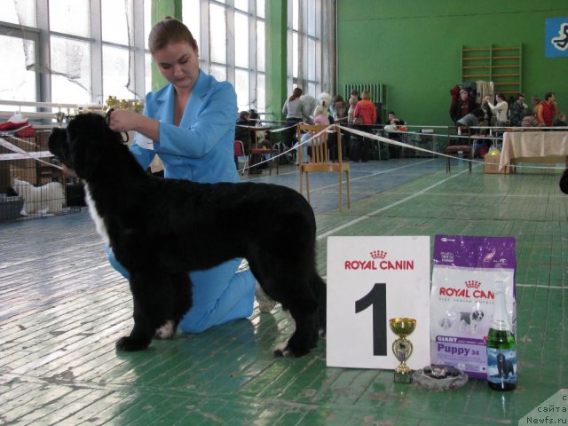 Фото: ньюфаундленд Икона Стиля