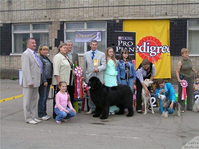Фото: ньюфаундленд Его Высочество от Сибирского Медведя (Ego Vysochestvo ot Sibirskogo Medvedja), Юрий Рахтиенко