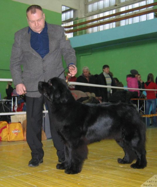 Фото: ньюфаундленд Звездная Ночь из Царства Медведей