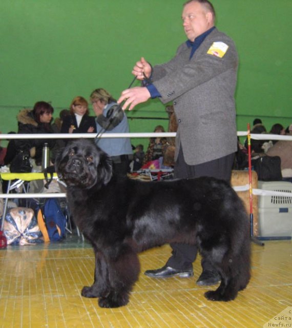 Фото: ньюфаундленд Звездная Ночь из Царства Медведей