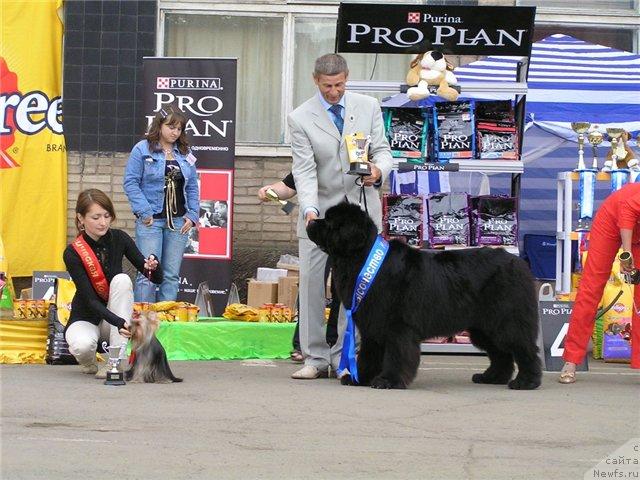 Фото: ньюфаундленд Его Высочество от Сибирского Медведя (Ego Vysochestvo ot Sibirskogo Medvedja)