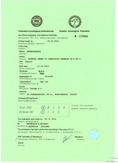 Фото: ньюфаундленд Формула Любви от Сибирского Медведя