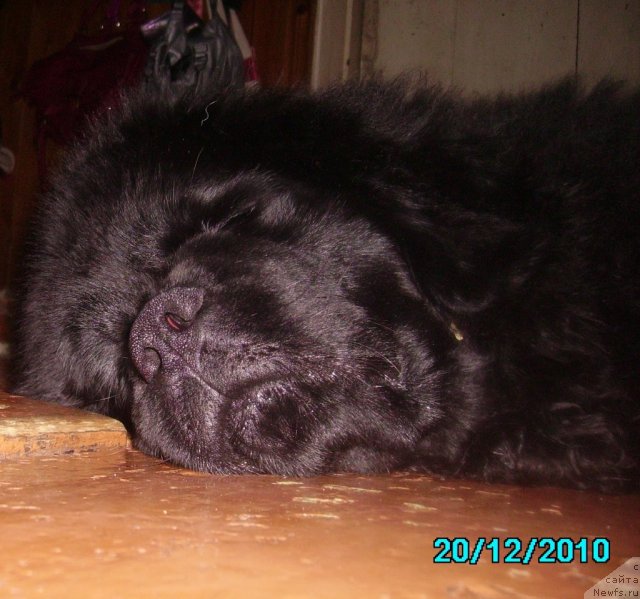 Фото: ньюфаундленд Их Высочество Владлена Маджикс