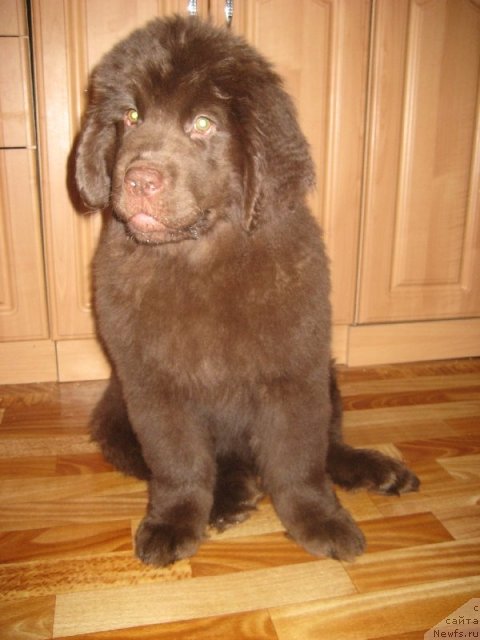 Фото: ньюфаундленд Багряная Осень из Аркаима