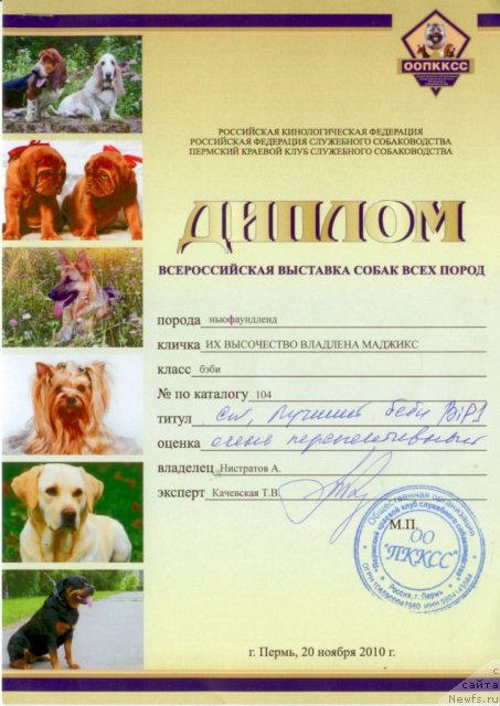 Фото: ньюфаундленд Их Высочество Владлена Маджикс