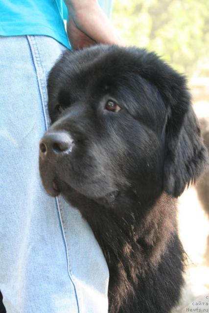 Фото: ньюфаундленд Усатый Нянь Тимоша