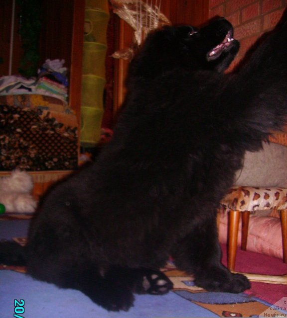 Фото: ньюфаундленд Их Высочество Владлена Маджикс