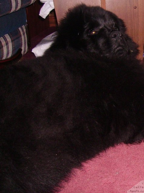 Фото: ньюфаундленд Их Высочество Владлена Маджикс