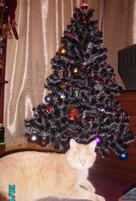 Фото: КОТ ЗАВУЧ!!!