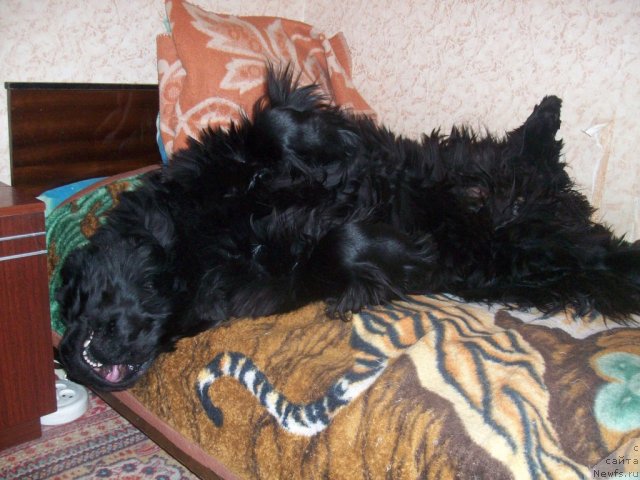 Фото: ньюфаундленд Ярада из Сибирской Глубинки (Yarada iz Sibirskoy Glubinki)