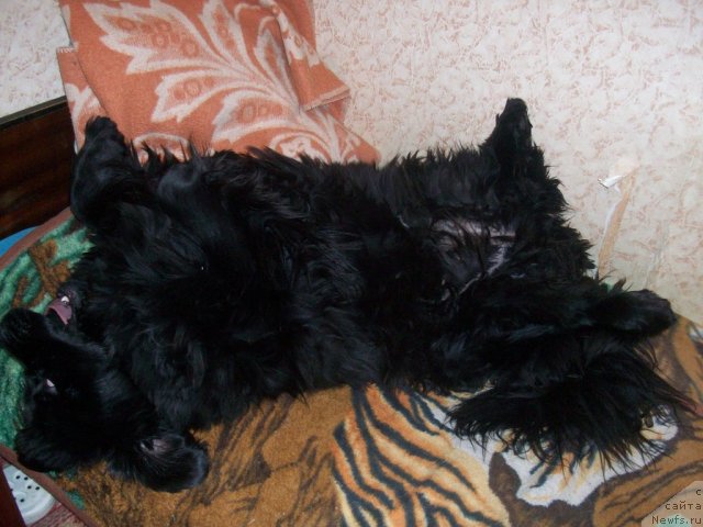 Фото: ньюфаундленд Ярада из Сибирской Глубинки (Yarada iz Sibirskoy Glubinki)