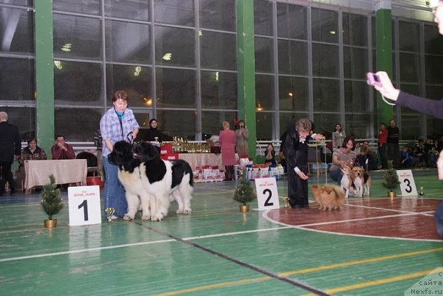 Фото: Наталия Снигирева, ньюфаундленд Супер Премиум Жодо Феролли (Super Premium Zhodo Ferolli), ньюфаундленд Супер Премиум Женева (Super Premium Zheneva)