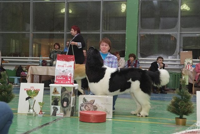 Фото: Наталия Снигирева, ньюфаундленд Супер Премиум Женева (Super Premium Zheneva)