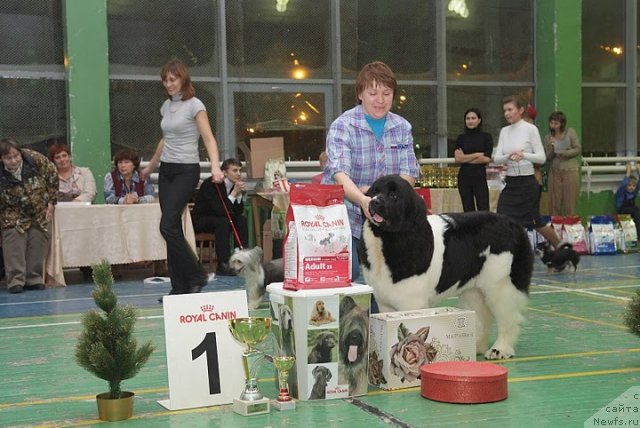 Фото: Наталия Снигирева, ньюфаундленд Супер Премиум Женева (Super Premium Zheneva)