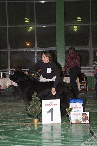 Фото: ньюфаундленд Иван Царевич из Тихого Омута (Ivan Tsarevich iz Tihogo Omuta)