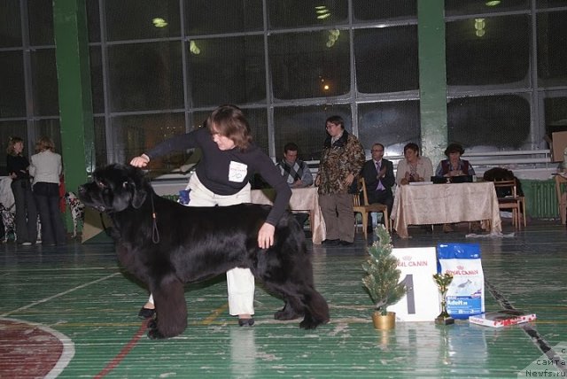 Фото: ньюфаундленд Иван Царевич из Тихого Омута (Ivan Tsarevich iz Tihogo Omuta)