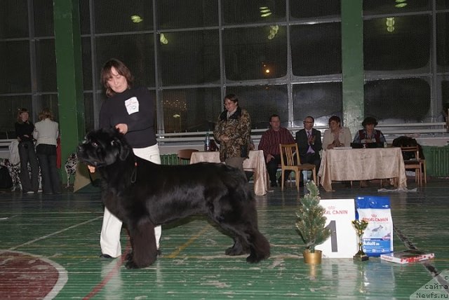 Фото: ньюфаундленд Иван Царевич из Тихого Омута (Ivan Tsarevich iz Tihogo Omuta)