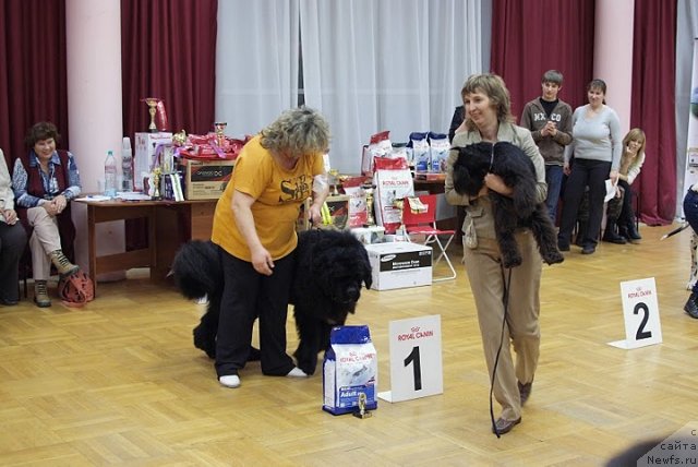 Фото: Ирина Панюшкина, ньюфаундленд King of Helluland I'm Precious