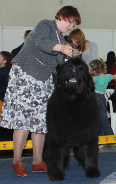 Фото: ньюфаундленд Акватория Келвин Заския